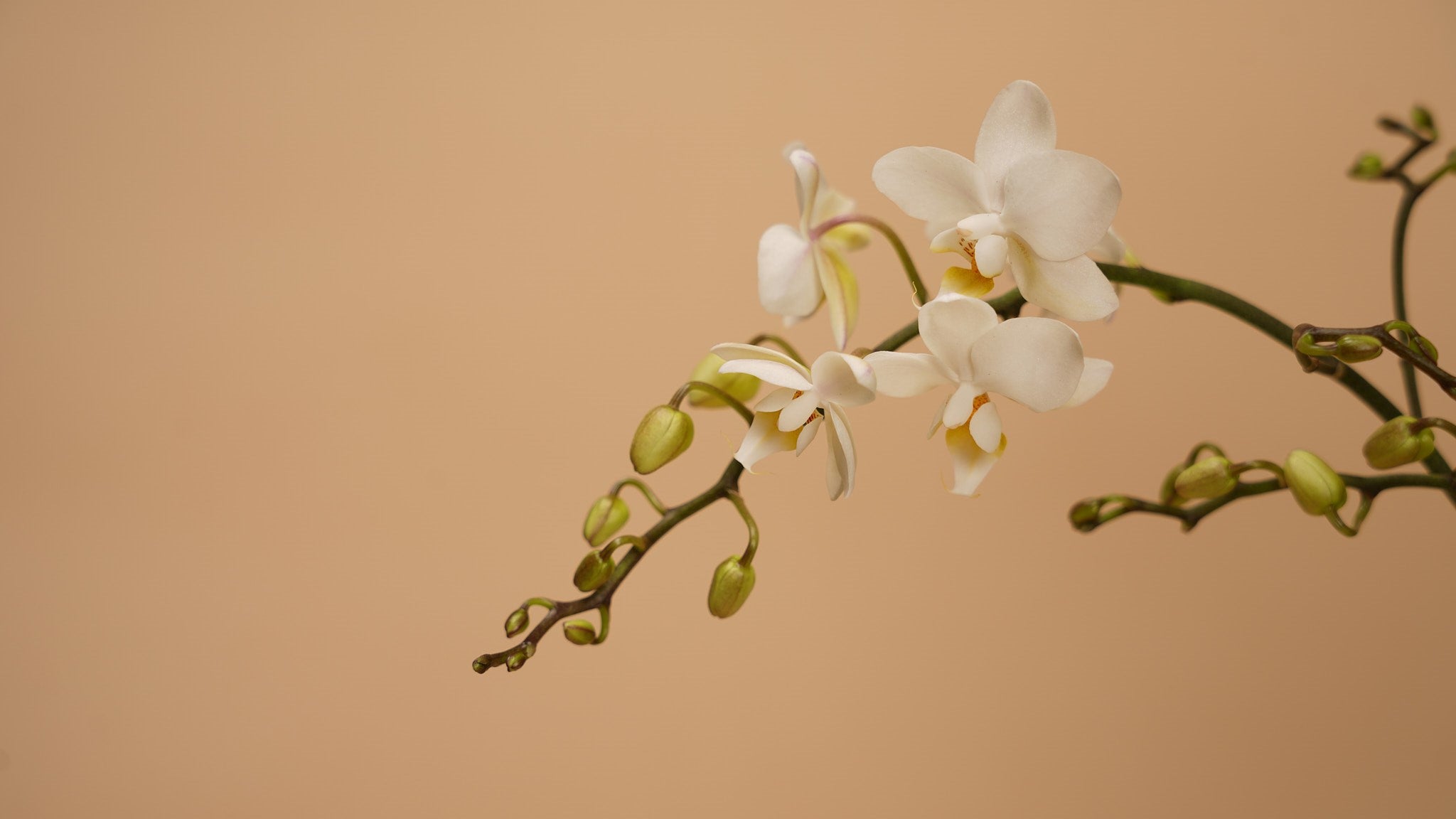 How To Take Care of Your Orchids