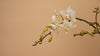 How To Take Care of Your Orchids