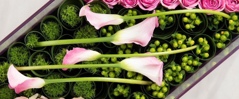 Calla - Qatar