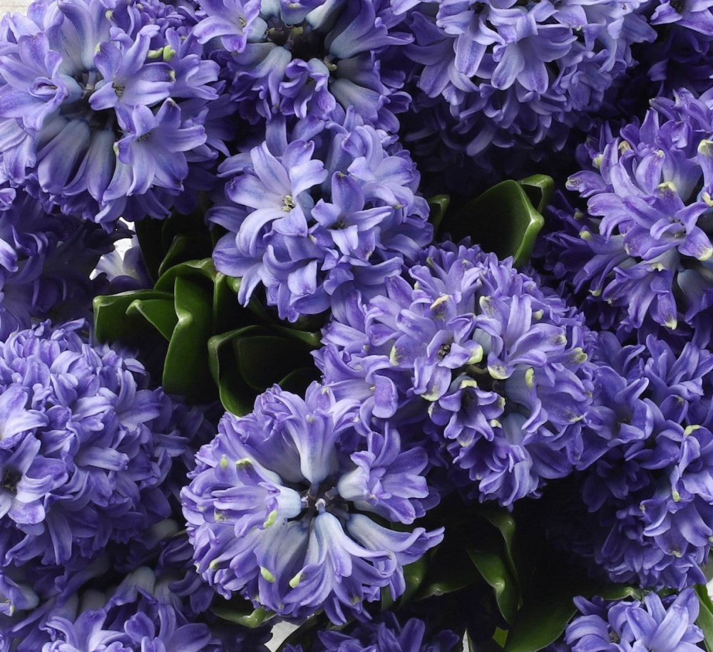 Hyacinth - Qatar