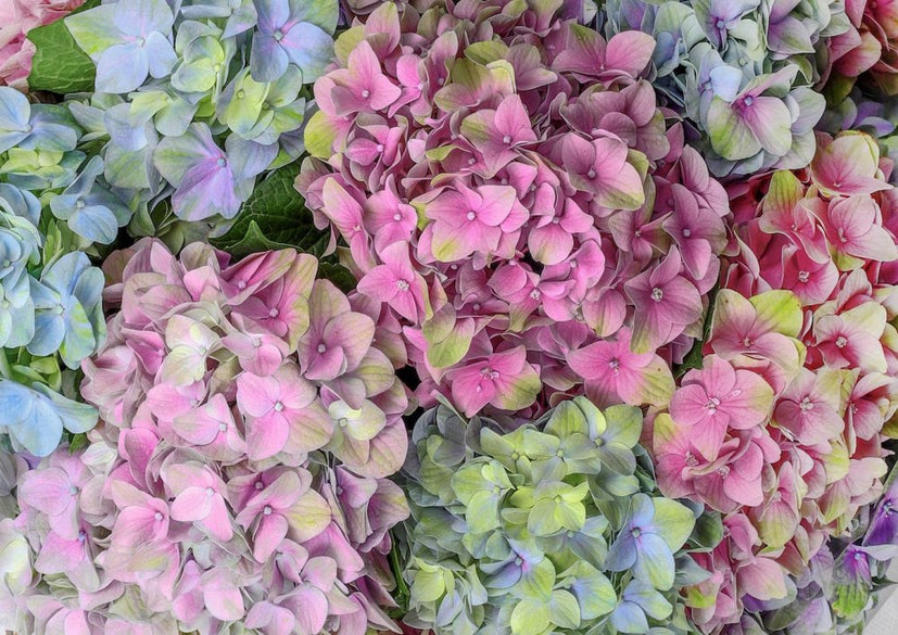 Hydrangea - Qatar