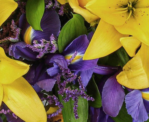 Iris - Qatar