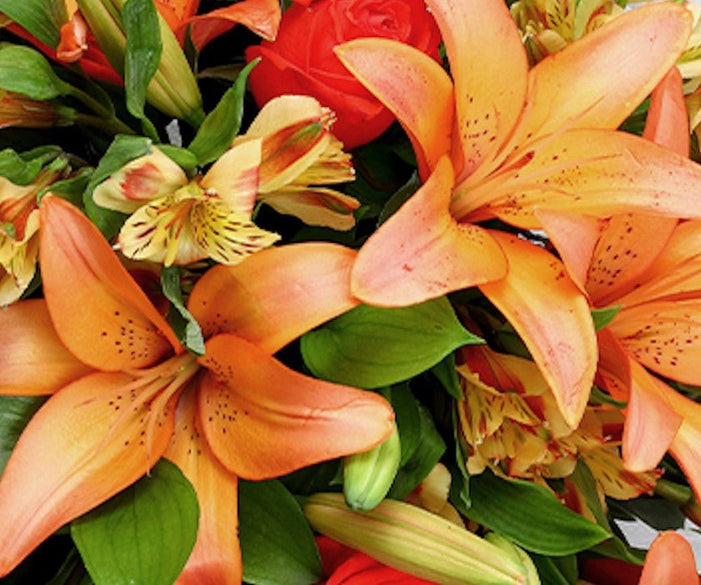 Lily - Qatar