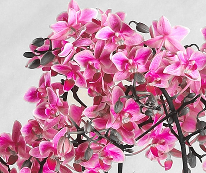 Plants - Qatar