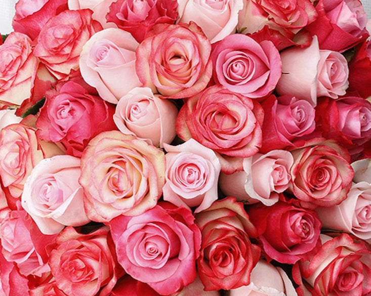 Rose - Qatar