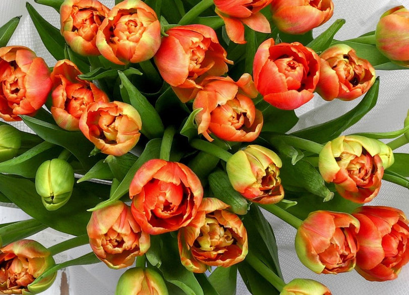 Tulip - Qatar