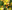 Yellow - Qatar