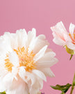 Peach Sorbet - Alissar Flowers Doha