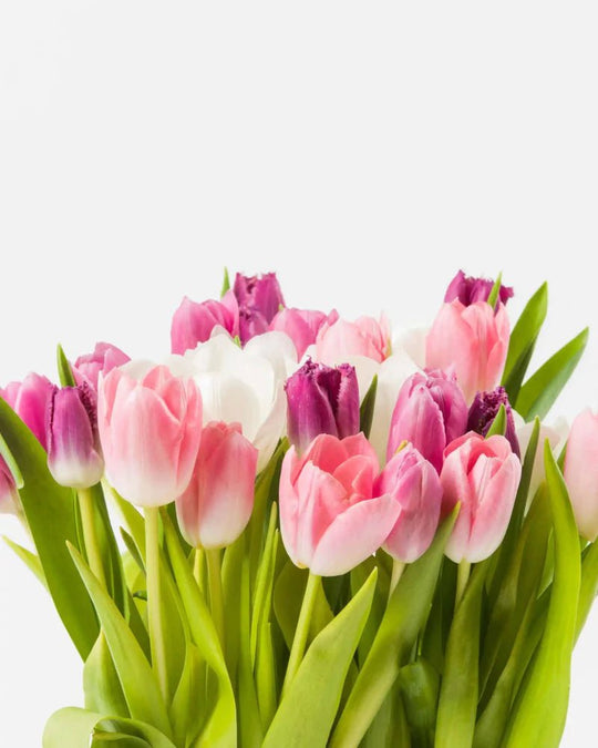 Tuliply Yours - Alissar Flowers Doha