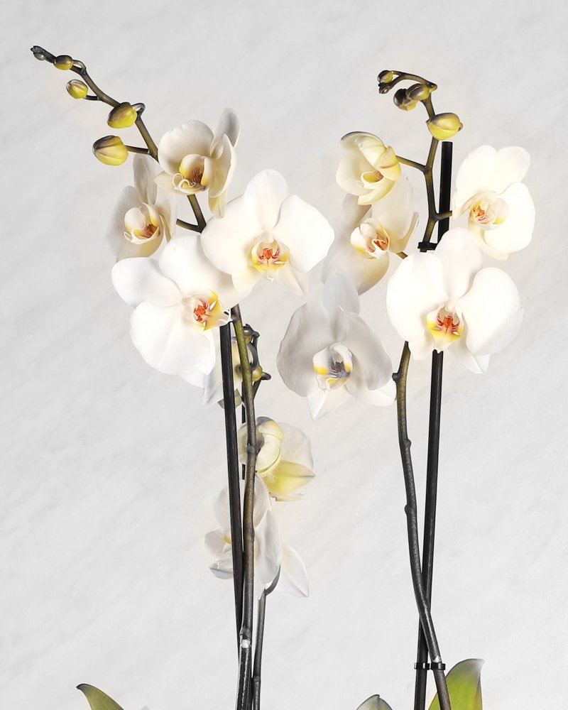 Aromatic Reminiscence - Alissar Flowers Qatar